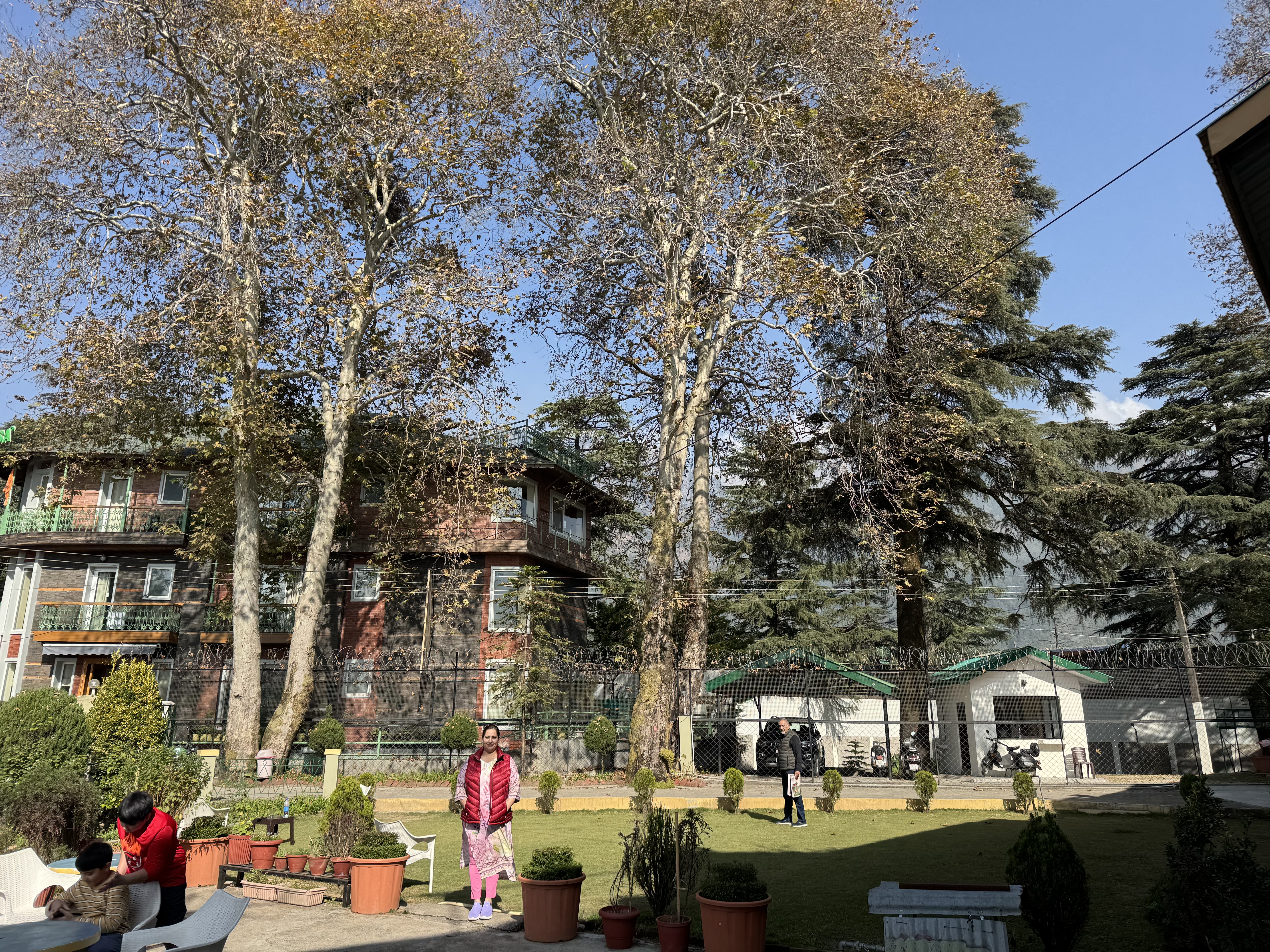 Chinar Trees Garden